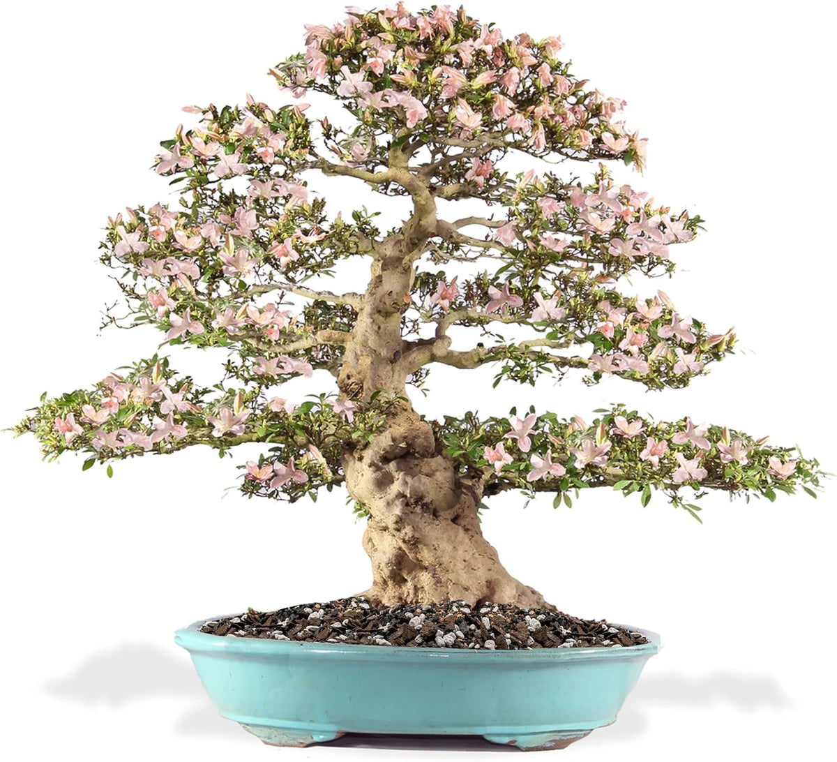 Premium Bonsai Soil All Purpose Fast Draining Mix - Pumice, Lava, Calcined Clay and Pine Bark