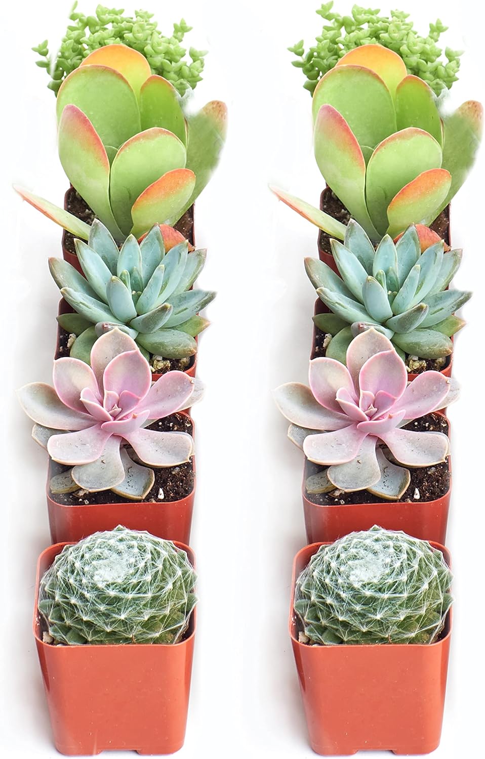 Shop Succulents Assorted Succulent Plant Pack Collection - Live Mini Succulent Plants, Low