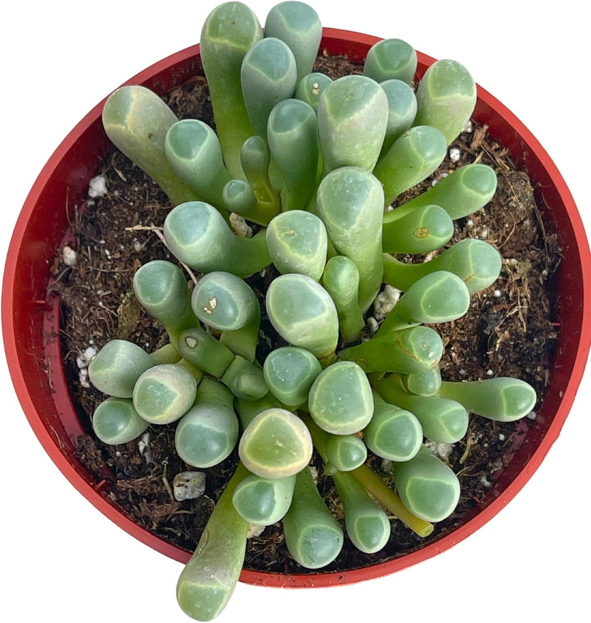 Live Succulent 4" "Baby Toes Fenestraria Rhopalophylla, Succulents Plants Live Fully Rooted House