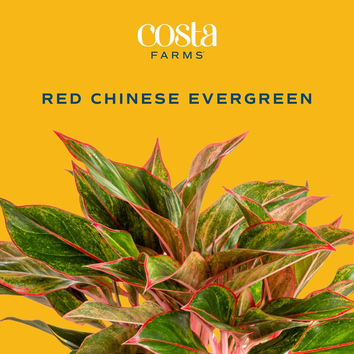 Costa Farms Chinese Evergreen, Easy to Grow Live Indoor Plant Aglaonema, Potted Houseplant in Cute