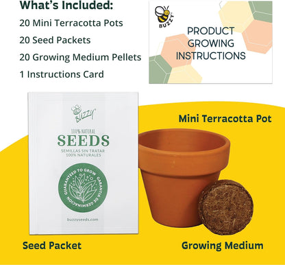 BUZZY Seeds Gardening Kits|Sunflower Seeds to Plant|Flower Starter Kit for Kids & Adults|Terracotta