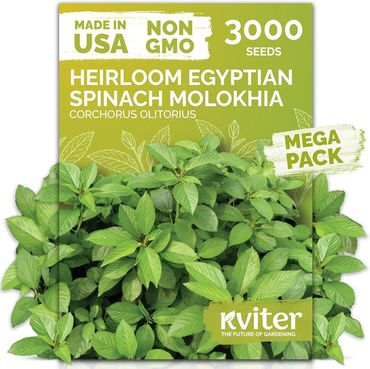 KVITER 3000 Egyptian Spinach Seeds - Molokhia (Corchorus Olitorius) – Jute Leaves, Ewedu, Rau Day