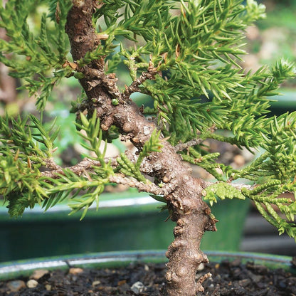 Brussel's Bonsai DT4002GMJ Outdoor Bonsai Tree, Green Mound Juniper, LARGE
