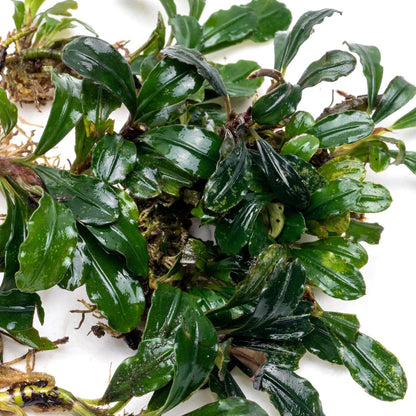 SubstrateSource Bucephalandra Arrogant Blue Live Aquarium Plant - Natural Freshwater Fish Tank