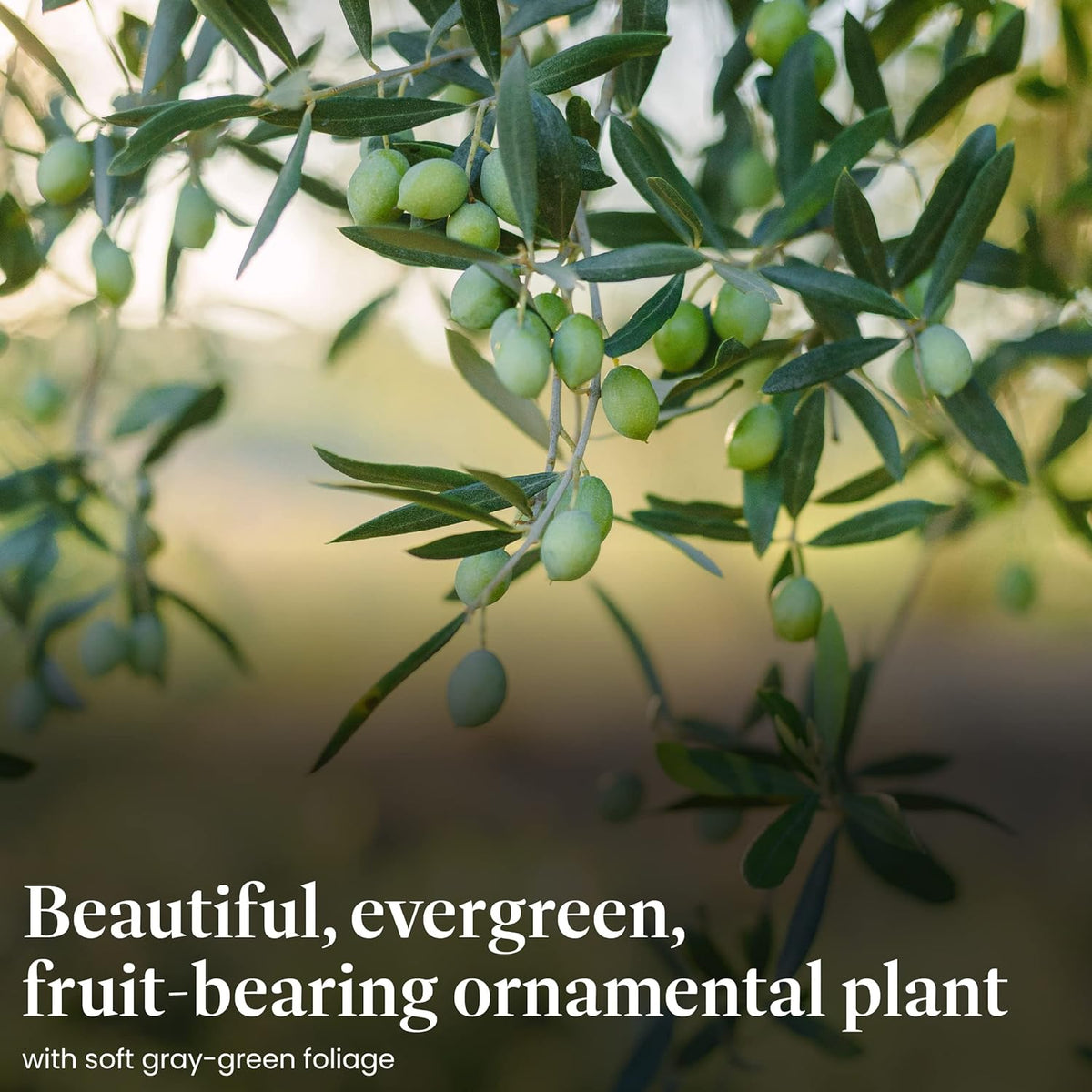American Plant Exchange Arbequina Olive Tree – Live 5-Inch Pot, Fruit Bearing Tree, Cold Hardy
