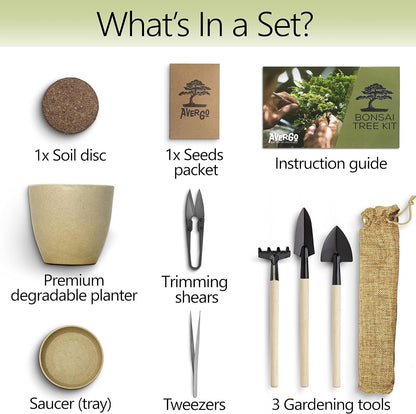 Bonsai Starter Kit – Growing Jacaranda Bonzai Tree from Seeds | Complete Indoor Tree Kit for