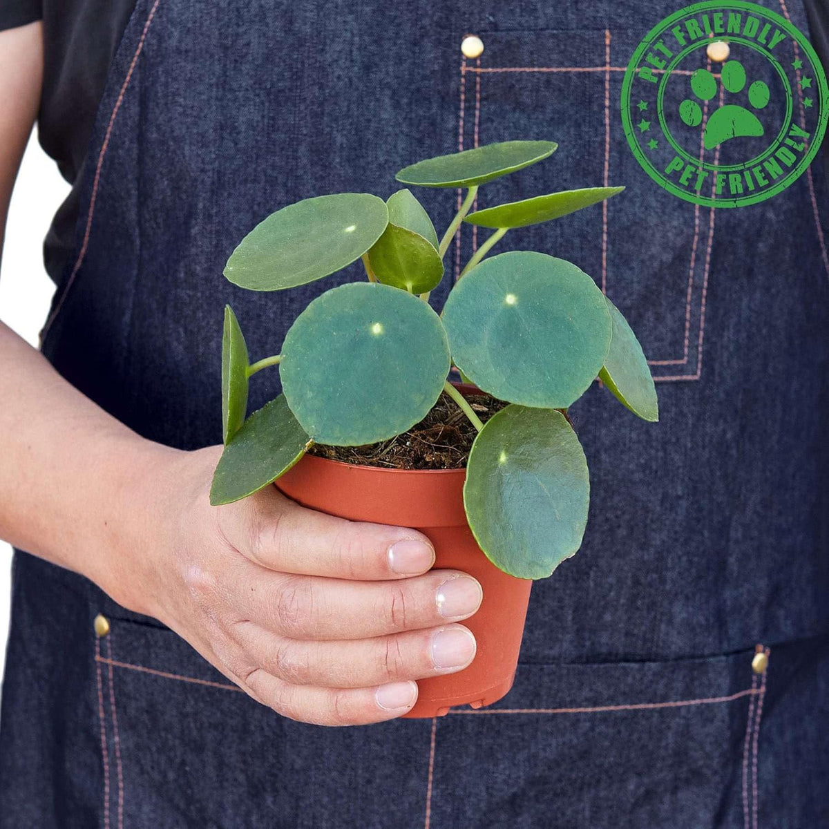 Pilea Peperomioides 'Chinese Money' Live Plant for Indoor | Different Houseplants in 4'' & 6'' Pot