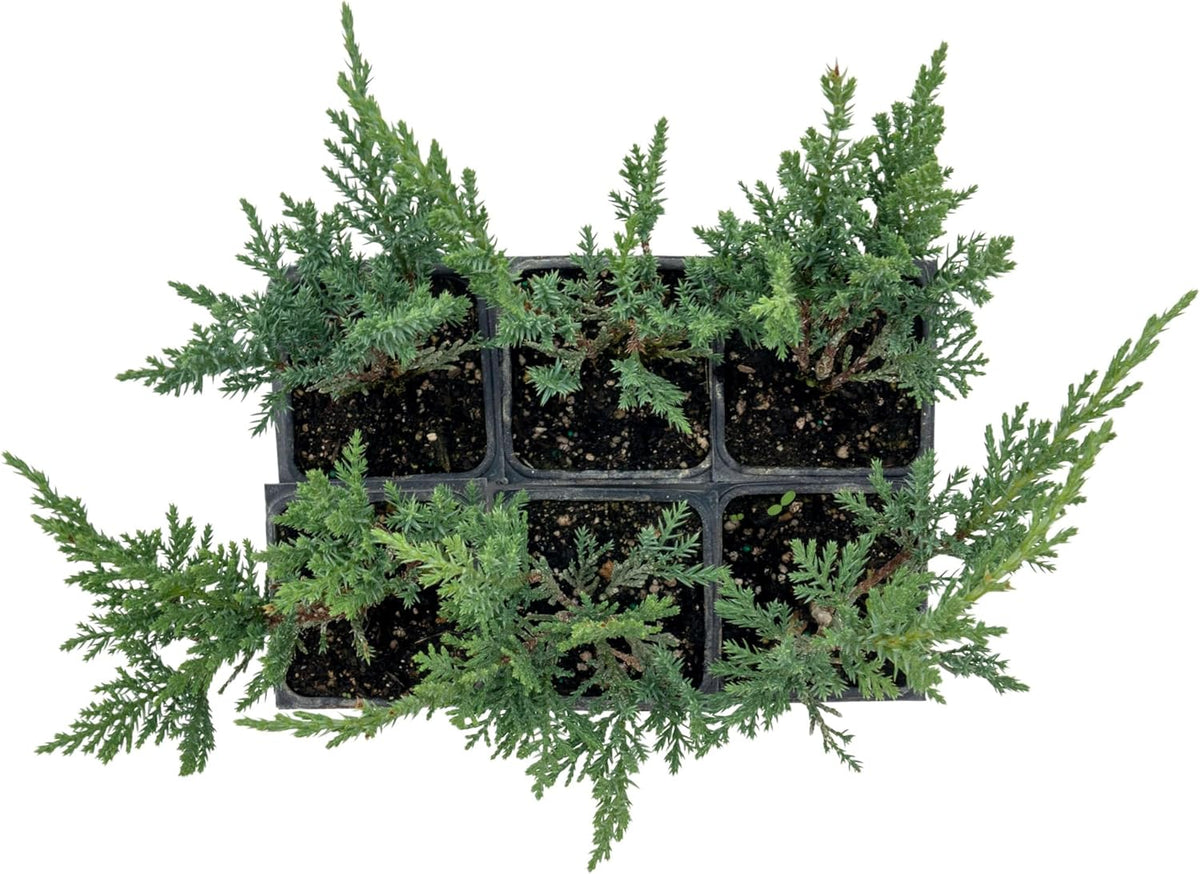 6 Tamarix Juniper in 3.5" Nursery Cubes | Juniperus Sabina ‘Tamariscifolia’ | Dense