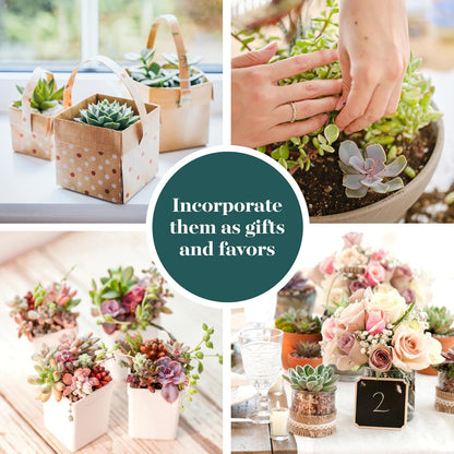 Shop Succulents Pastel Succulent Plant Pack Collection - Live Mini Succulent Plants, Low