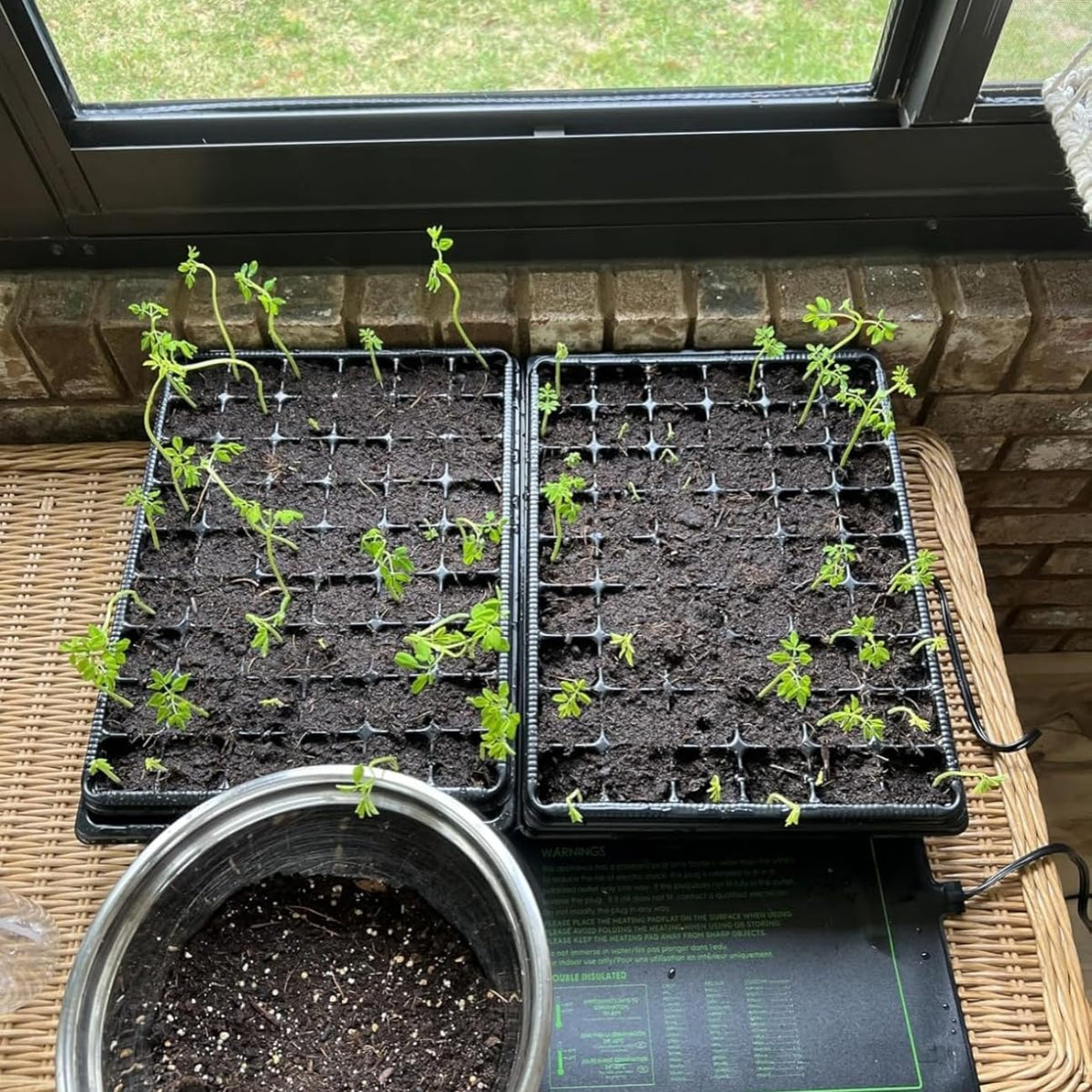Heavy Duty Seed Starter Trays with 5'' Tall Humidity Domes & 2.75'' Deep Cells – 3-Pack (162 Cells