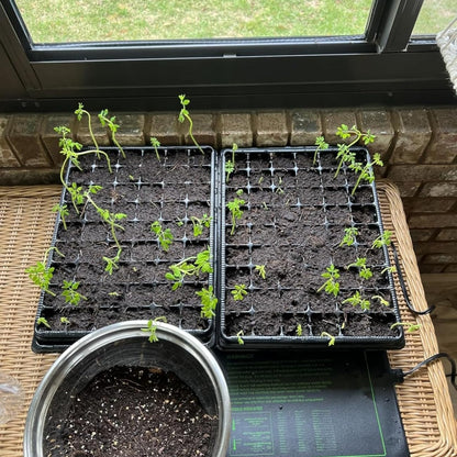 Heavy Duty Seed Starter Trays with 5'' Tall Humidity Domes & 2.75'' Deep Cells – 3-Pack (162 Cells