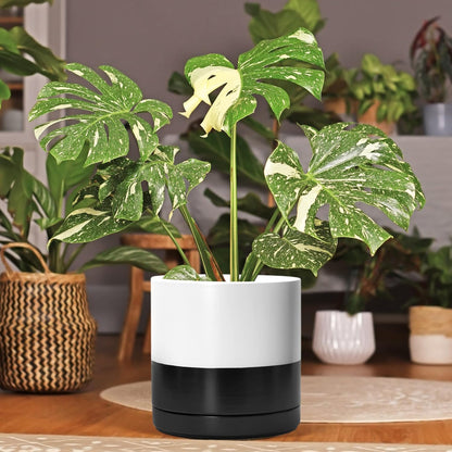 D'vine Dev 10 Inch Ceramic Planter Pot with Drainage Hole and Saucer, Indoor Cylinder Round Planter