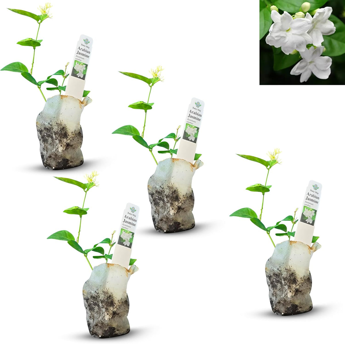 Arabian Jasmine (Jasminum Sambac) - Live, Fragrant, Blooming, Indoor/Outdoor Decorative Plant (4