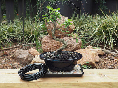 Anodized Aluminum 3.5mm Bonsai Training Wire 250g Large Roll (30 feet) - Choose Your Size and Color