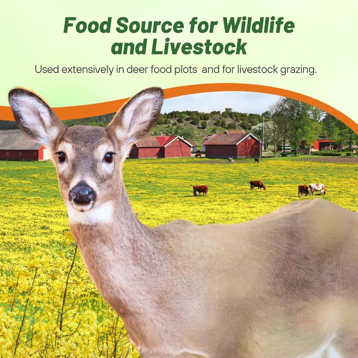 Outsidepride Trophy Forage Rape Seed - 5 Lbs Heat, Cold & Drought-Tolerant Brassica Food Plot Seed