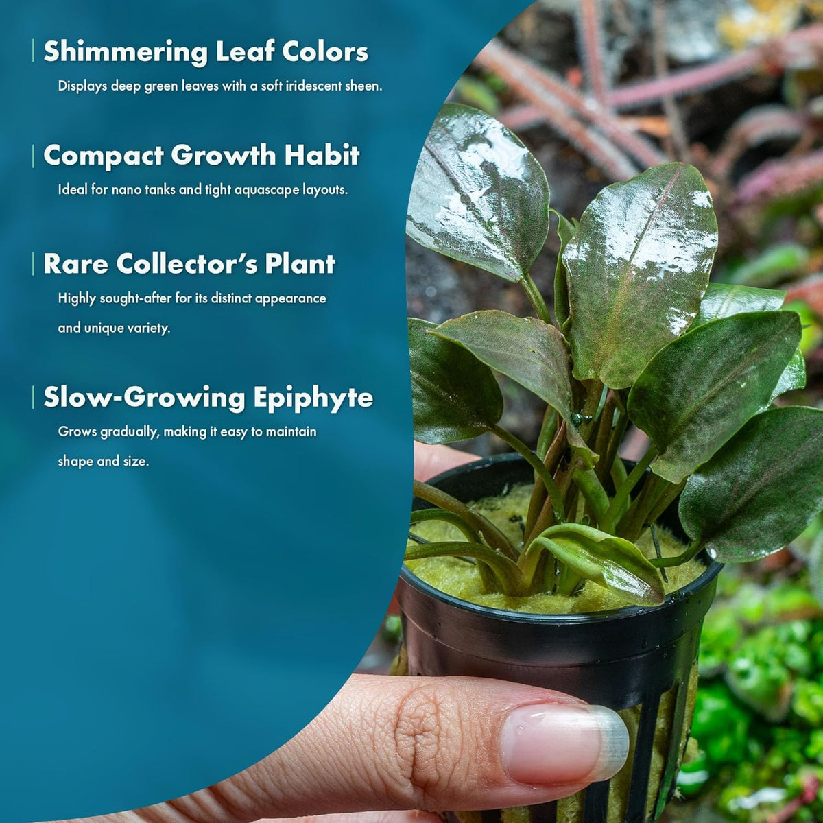 SubstrateSource Live Plants - Bucephalandra Theia - Low Light, Green, Red, Purple Accent for