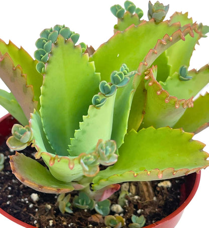 Live Succulent 4" Mother of Thousands, Succulents Plants Live Fully Rooted House Plant for Home