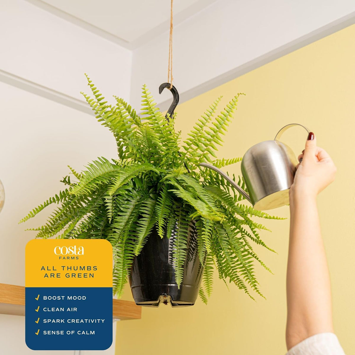 Costa Farms Boston Fern Live Plant in Plastic Pot, Air Purifying Large Indoor & Outdoor Houseplant