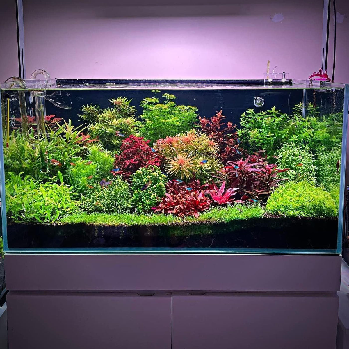 Ultum Nature Systems Mini Dwarf Hair Grass Eleocharis Parvulus Tissue Culture Live Plant for