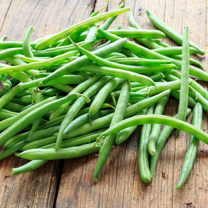 Organic Bush Blue Lake 274 Bean - 1 LB ~1,200 Seeds - Organic, Non-GMO, Open Pollinated, Heirloom