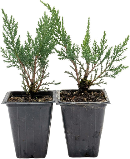 2 Tamarix Juniper in 3.5" Nursery Cubes | Juniperus Sabina ‘Tamariscifolia’ | Dense