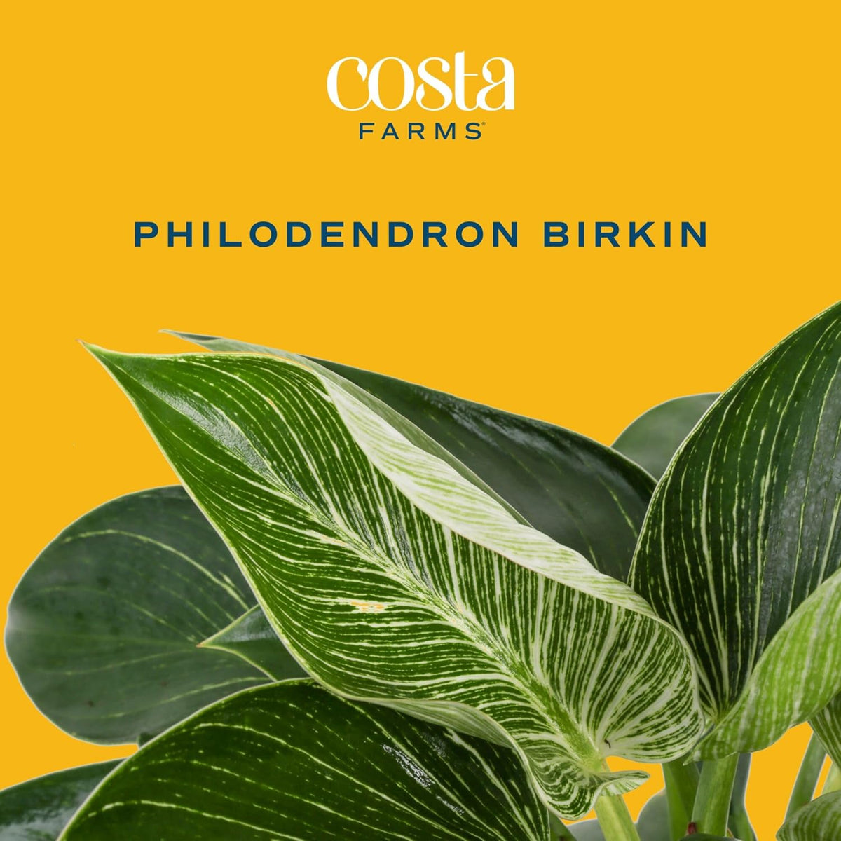 Costa Farms Philodendron Birkin Live Plant in Decorative Pot, Air Purifying Indoor Houseplant