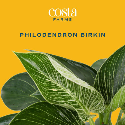 Costa Farms Philodendron Birkin Live Plant in Decorative Pot, Air Purifying Indoor Houseplant