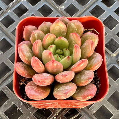 Sprout N Green Sedeveria Pink Ruby, Live Succulent Plant Fully Rooted in 2" Pot, Real House for
