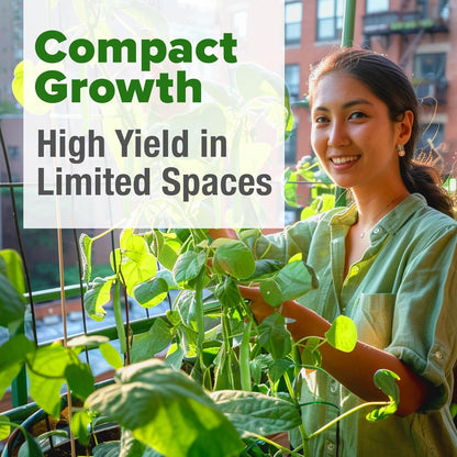 HOME GROWN Contender Bush Seeds - 56 𝗡𝗢𝗡-𝗚𝗠𝗢 𝗨𝗦𝗔-𝗦𝗢𝗨𝗥𝗖𝗘𝗗, Heirloom Green Beans for