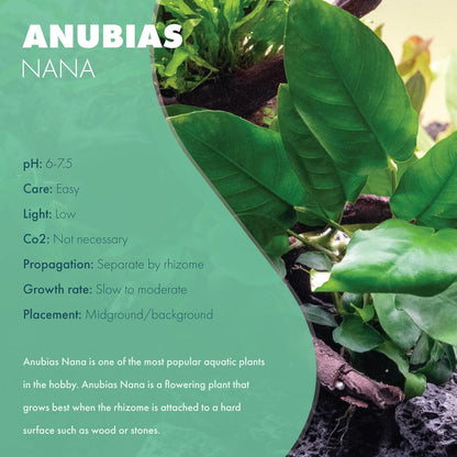 SubstrateSource Anubias Live Aquarium Plants - Potted Freshwater Plant for Fish Tanks, Terrariums