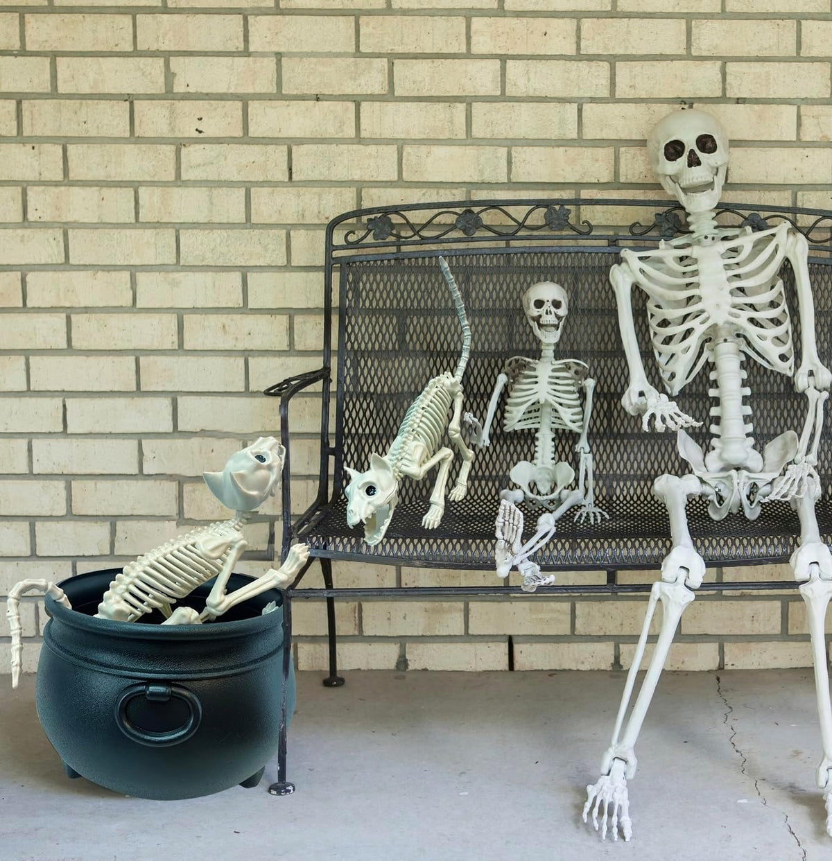 GIFTEXPRESS 2 Pack Real Size Cat Skeleton - 20" Long Creepy Kitten Skeletons with Posable Tail