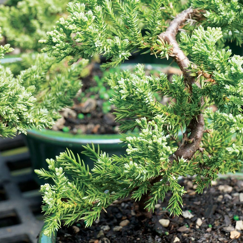 Brussel's Bonsai DT4002GMJ Outdoor Bonsai Tree, Green Mound Juniper, LARGE