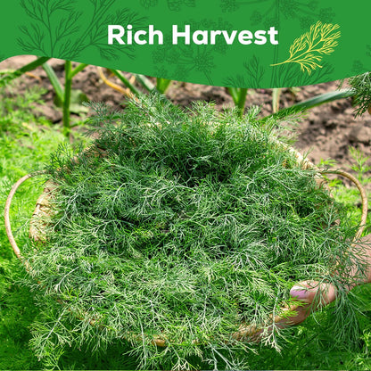Bouquet Dill Seeds for Planting - 500+ Heirloom, Non-GMO Seeds - Herb Seeds Packet for Plating Home