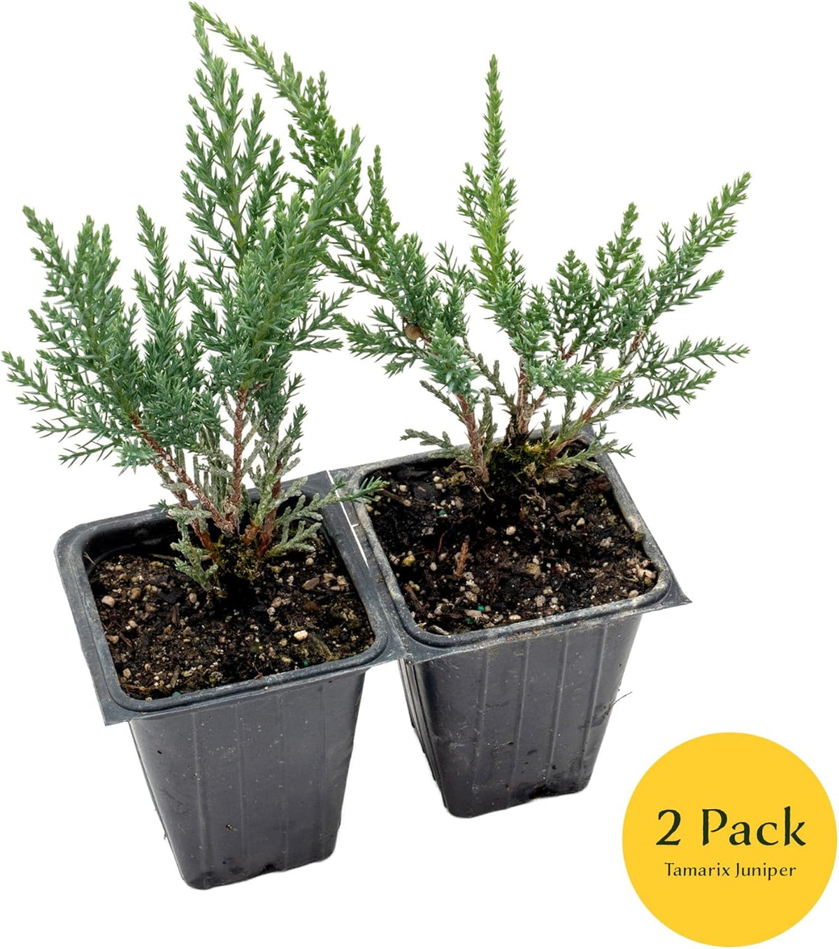 2 Tamarix Juniper in 3.5" Nursery Cubes | Juniperus Sabina ‘Tamariscifolia’ | Dense