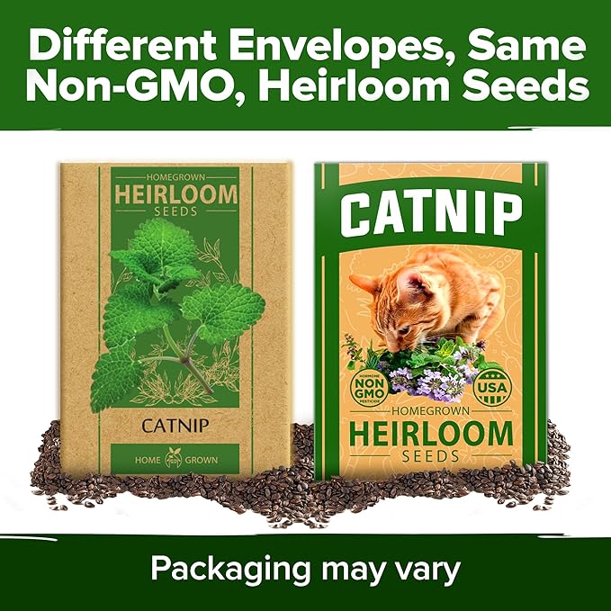 HOME GROWN 𝗨𝗦𝗔 𝗣𝗥𝗘𝗠𝗜𝗨𝗠 Catnip Seeds (Bulk Pack) 𝗡𝗢𝗡-𝗚𝗠𝗢 Heirloom Herb 2,116 Seeds