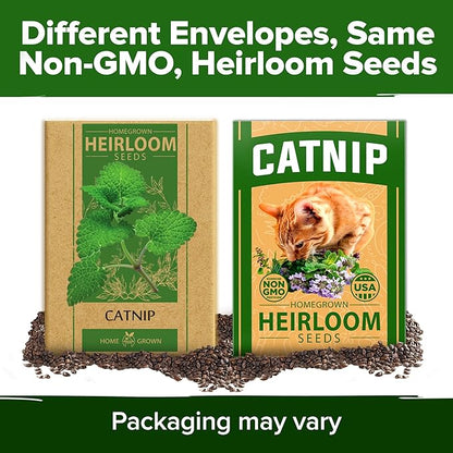 HOME GROWN 𝗨𝗦𝗔 𝗣𝗥𝗘𝗠𝗜𝗨𝗠 Catnip Seeds (Bulk Pack) 𝗡𝗢𝗡-𝗚𝗠𝗢 Heirloom Herb 2,116 Seeds