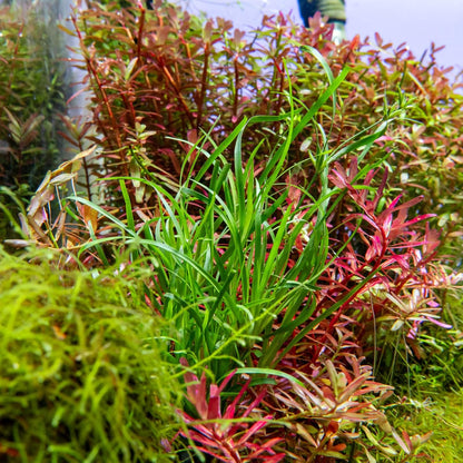 Ultum Nature Systems Juncus Repens Tissue Culture Live Plant for Aquarium, Aquascape, Freshwater