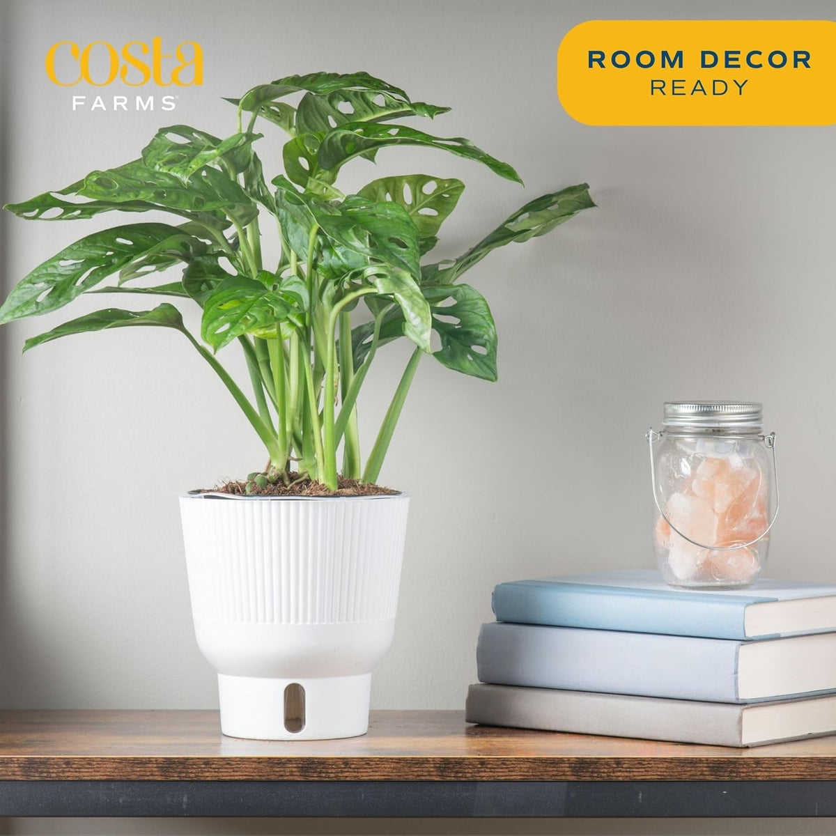 Costa Farms Little Monstera Plant, Easy to Grow Houseplant, Live Indoor Plant Potted in Cute Garden