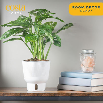 Costa Farms Little Monstera Plant, Easy to Grow Houseplant, Live Indoor Plant Potted in Cute Garden