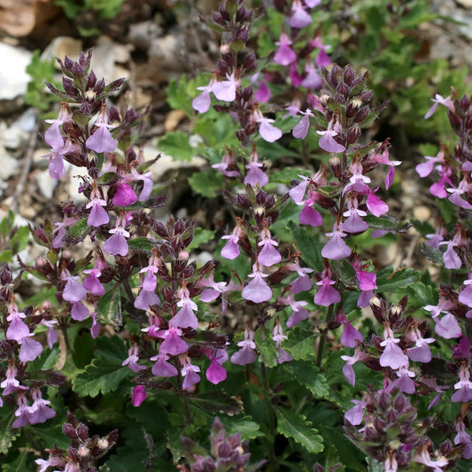 Outsidepride Germander Herb Seeds - 500 Pcs Perennial, 18-Inch Tall, Violet Blooms, Evergreen