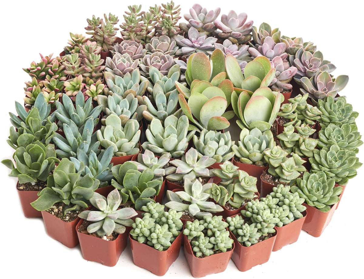 Shop Succulents Pastel Succulent Plant Pack Bulk Collection - Live Mini Succulent Plants, Low