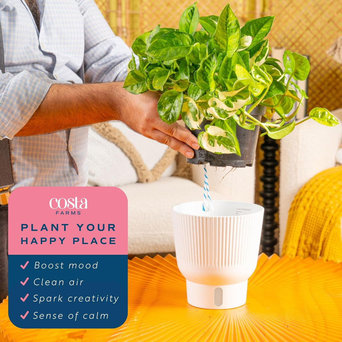 Costa Farms Lemon Meringue Pothos Live Plant in Self Watering Pot, Indoor Houseplant, Perfect for