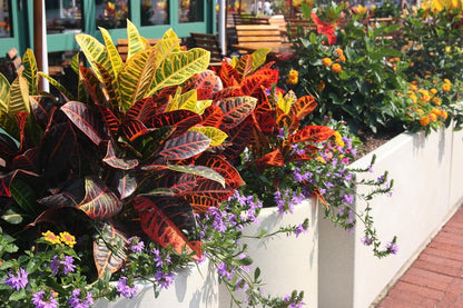 GARDENERA Assorted Foliage Potting Soil - Professional Grade Mix for Lush and Diverse Foliage