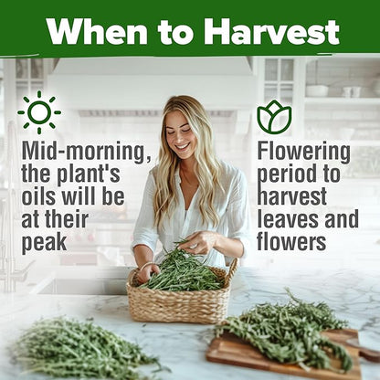 HOME GROWN 𝗨𝗦𝗔 𝗣𝗥𝗘𝗠𝗜𝗨𝗠 Rosemary Seeds Pack - 150 High Germinating 𝗡𝗢𝗡-𝗚𝗠𝗢 Heirloom
