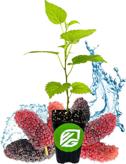 Dwarf Everbearing Black Mulberry Tree Live Plant – Morus nigra – Wellspring Gardens - Premium Fruit