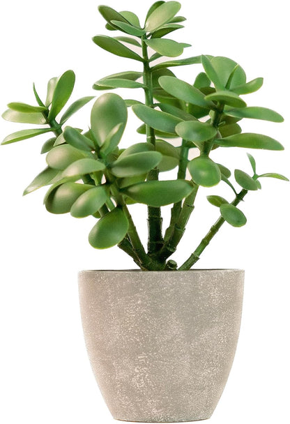 365 Blooming Decor Artificial Jade Plant 12 inch in Gray Pot for Home, Office Decor, Money Tree