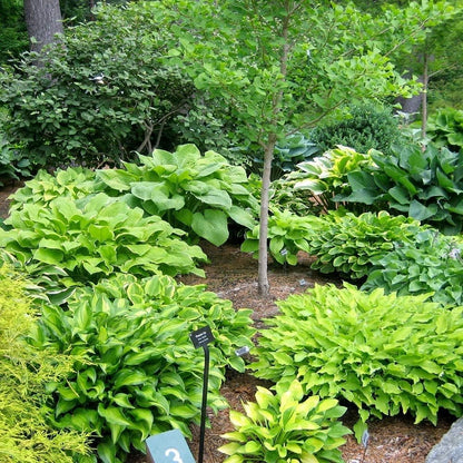 Ultimate Hosta Garden Collection 6-Pack of Bare Roots Hardy Mixed Heart-Shaped Hosta - Rich Green