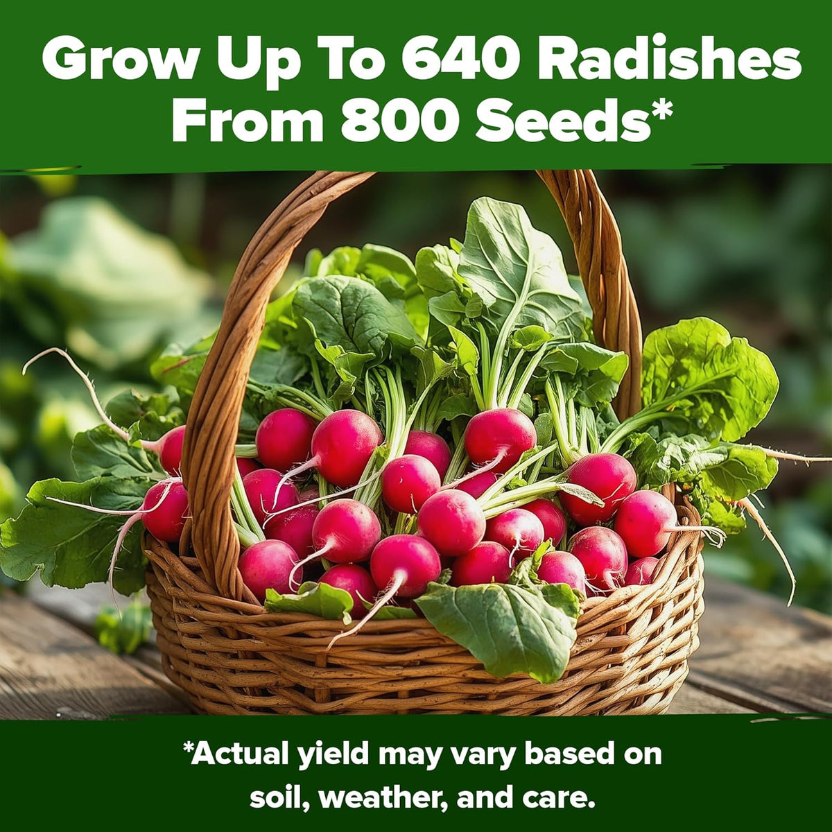 HOME GROWN 𝗨𝗦𝗔 𝗣𝗥𝗘𝗠𝗜𝗨𝗠 Cherry Belle Radish Seeds 800+ 𝗡𝗢𝗡-𝗚𝗠𝗢 Heirloom Vegetable