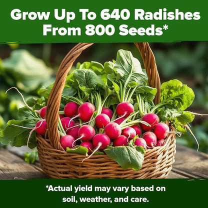 HOME GROWN 𝗨𝗦𝗔 𝗣𝗥𝗘𝗠𝗜𝗨𝗠 Cherry Belle Radish Seeds 800+ 𝗡𝗢𝗡-𝗚𝗠𝗢 Heirloom Vegetable