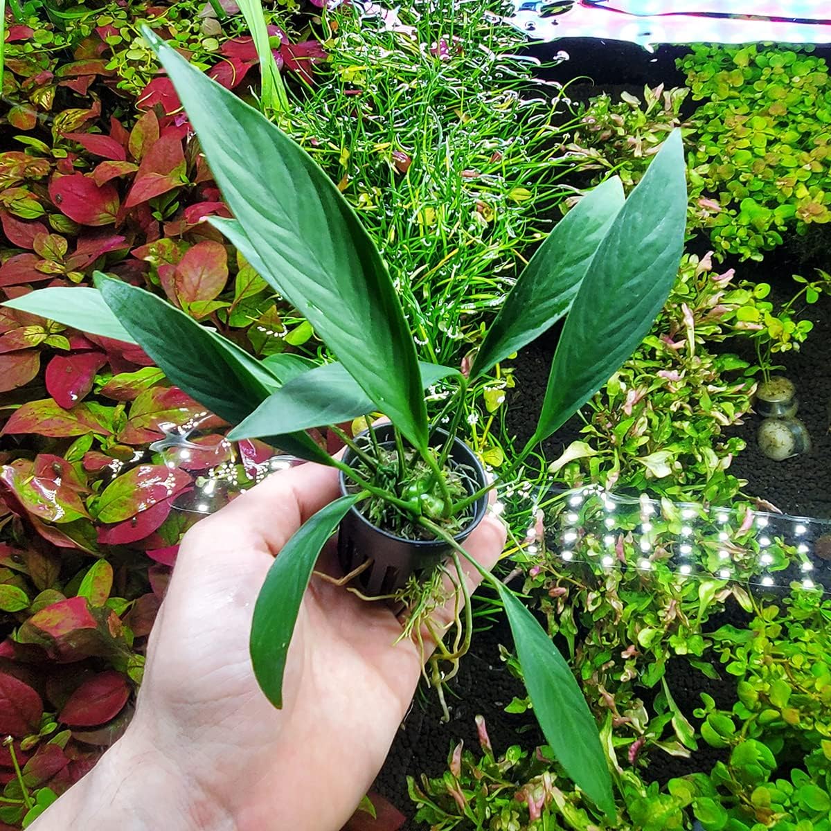 SubstrateSource Anubias Live Aquarium Plants - Potted Freshwater Plant for Fish Tanks, Terrariums